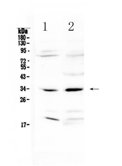 Anti-MyD88 Antibody Picoband® Boster Bio