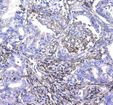 Anti-CD44 Antibody Picoband® Boster Bio