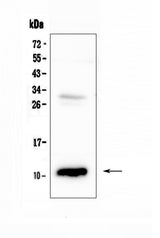 Anti-CCL2 Antibody Picoband® Boster Bio