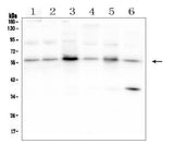 Anti-SMAD2 Antibody Picoband® Boster Bio