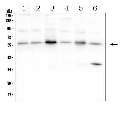 Anti-SMAD2 Antibody Picoband® Boster Bio