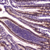 Anti-KLF4 Antibody Picoband® Boster Bio