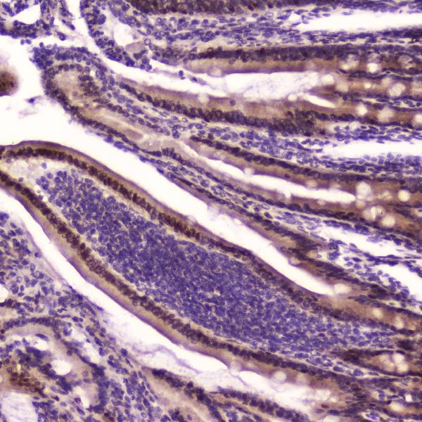 Anti-KLF4 Antibody Picoband® Boster Bio