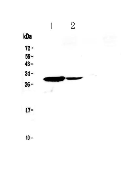 Anti-IL17C Antibody Picoband® Boster Bio
