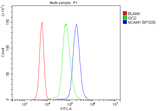 Anti-NCAM1 Antibody Picoband® Boster Bio