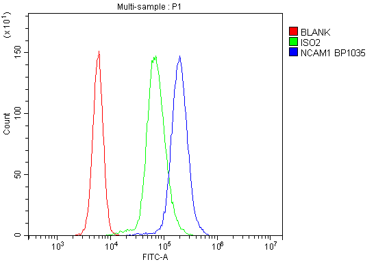 Anti-NCAM1 Antibody Picoband® Boster Bio