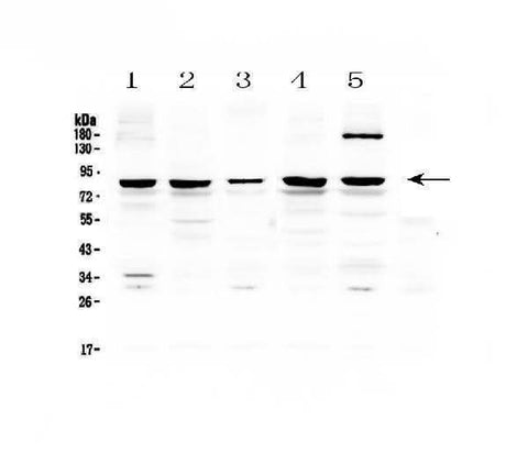 Anti-CARS Antibody Picoband® Boster Bio