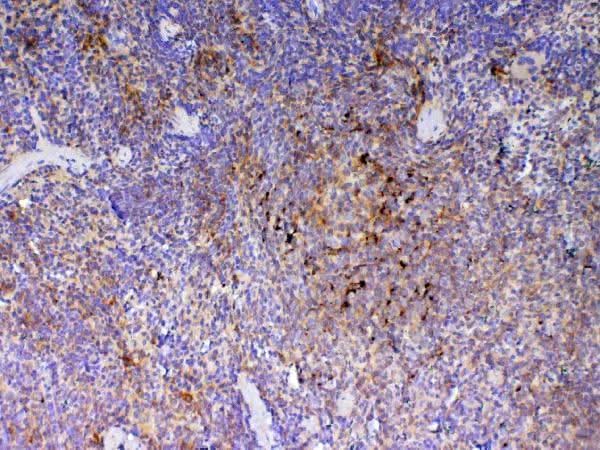Anti-ICOS Antibody Picoband® Boster Bio