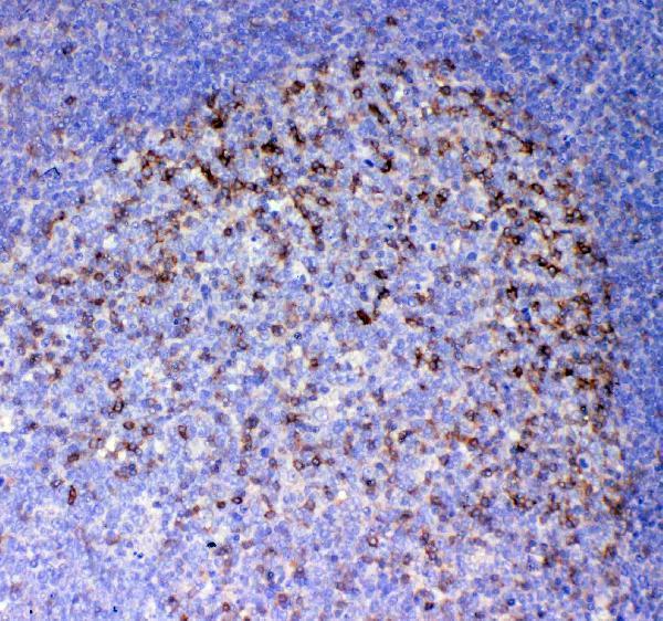Anti-ICOS Antibody Boster Bio