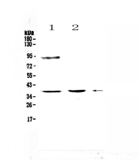 Anti-TATA binding protein TBP Antibody Picoband® Boster Bio