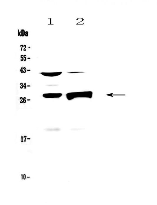 Anti-Granzyme B/Gzmb Antibody Picoband® Boster Bio