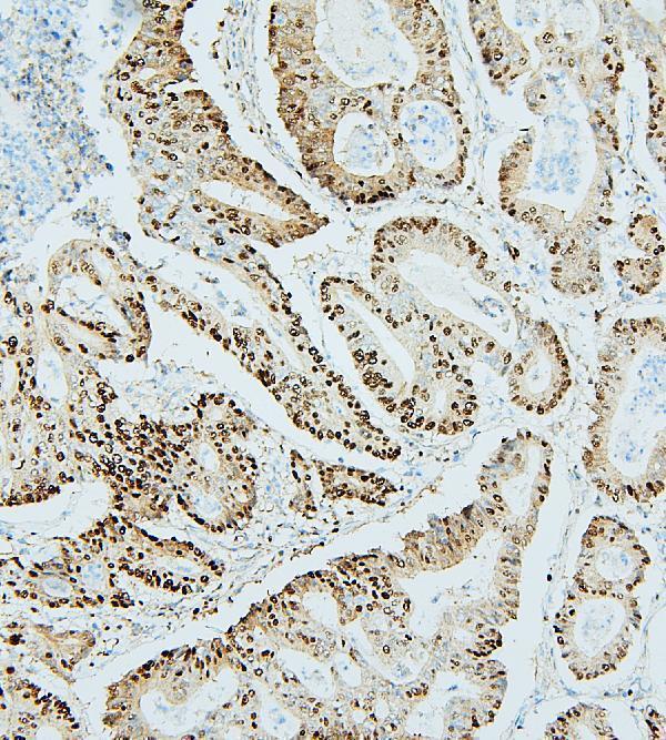 Anti-MCM2 Antibody Picoband® Boster Bio