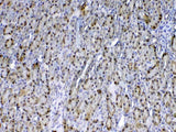 Anti-GST3/GST pi/Gstp1 Antibody Picoband® Boster Bio