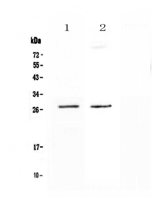 Anti-SPR Antibody Picoband® Boster Bio