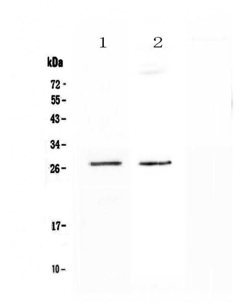 Anti-SPR Antibody Picoband® Boster Bio