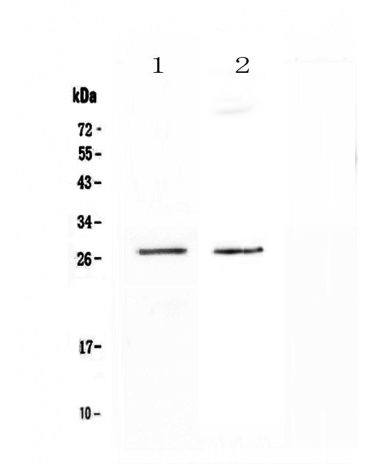 Anti-SPR Antibody Picoband® Boster Bio
