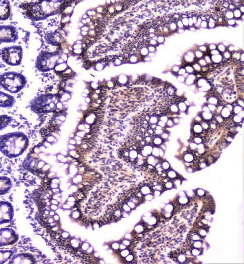 Anti-TANK Antibody Picoband® Boster Bio
