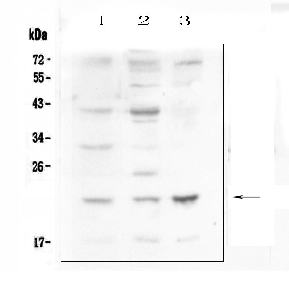 Anti-Leptin Antibody Picoband® Boster Bio