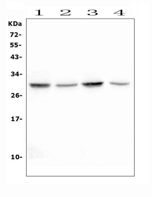 Anti-Erythropoietin EPO Antibody Picoband® Boster Bio