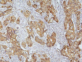 Anti-CDK5 Antibody Picoband® Boster Bio