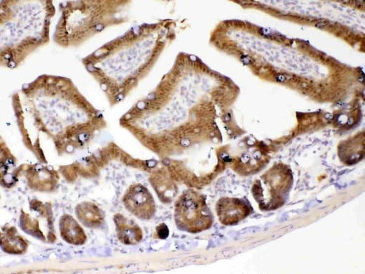 Anti-GALE Antibody Picoband® Boster Bio