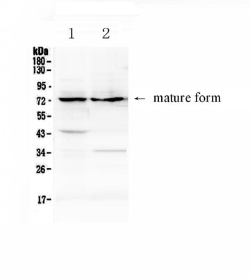 Anti-ADAM10 Antibody Picoband® Boster Bio
