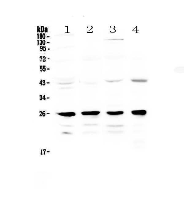 Anti-GSTM1 Antibody Picoband® Boster Bio
