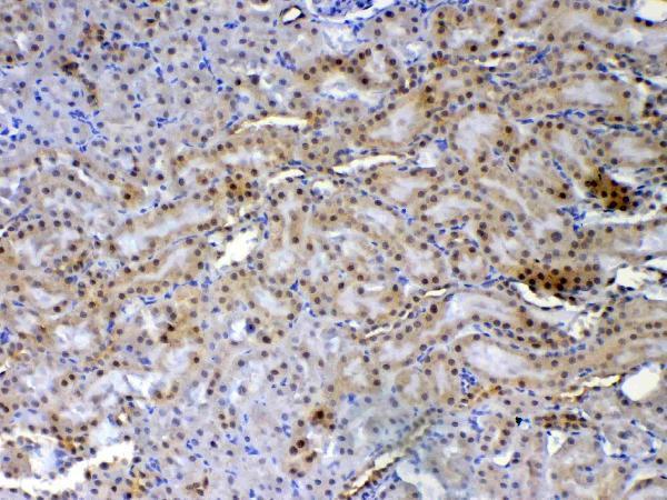 Anti-XRCC1 Antibody Picoband® Boster Bio