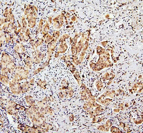 Anti-SUZ12 Antibody Picoband® Boster Bio