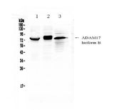 Anti-ADAM17 Antibody Picoband® Boster Bio