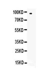 Anti-CD62L/SELL Antibody Picoband® Boster Bio