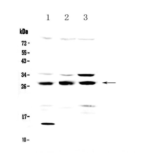 Anti-TPMT Antibody Picoband® Boster Bio