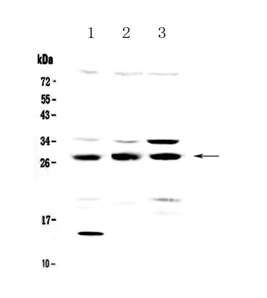 Anti-TPMT Antibody Picoband® Boster Bio