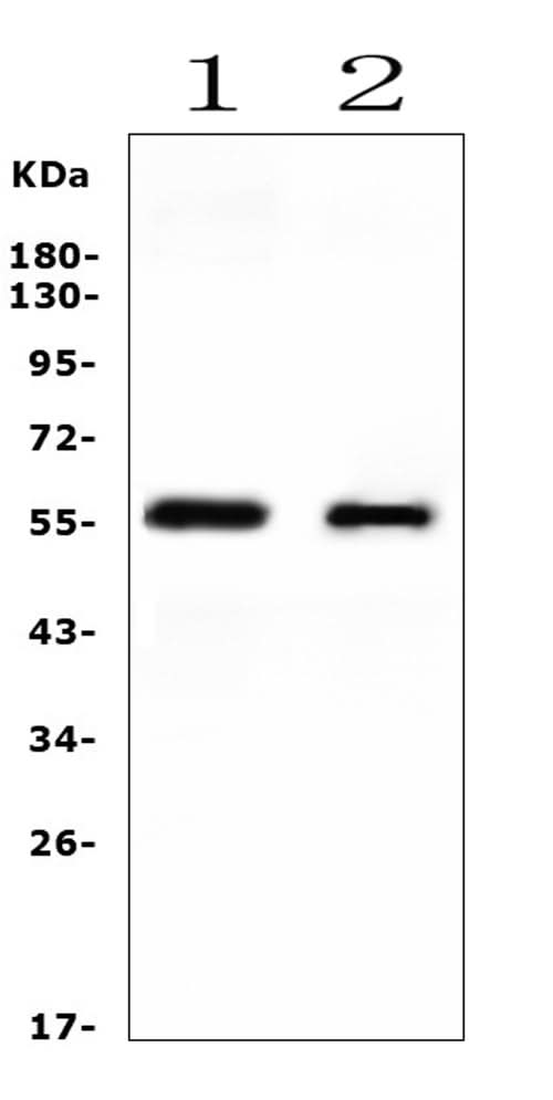 Anti-Cytochrome P450 2E1/CYP2E1 Antibody Picoband® Boster Bio