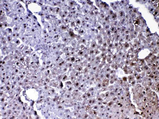 Anti-PARK7/DJ1 Antibody Picoband® Boster Bio