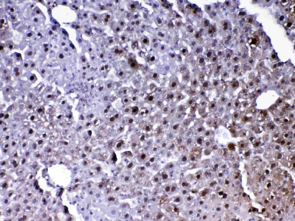 Anti-PARK7/DJ1 Antibody Picoband® Boster Bio
