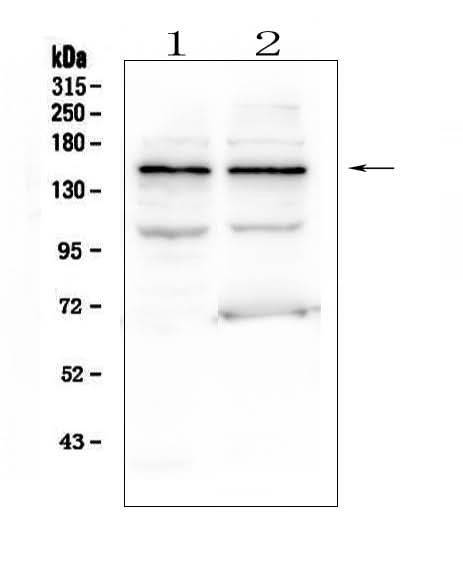 Anti-KCNH2 Antibody Picoband® Boster Bio