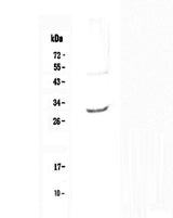 Anti-IL27 Antibody Picoband® Boster Bio