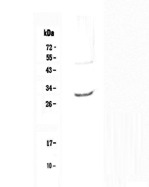 Anti-IL27 Antibody Picoband® Boster Bio