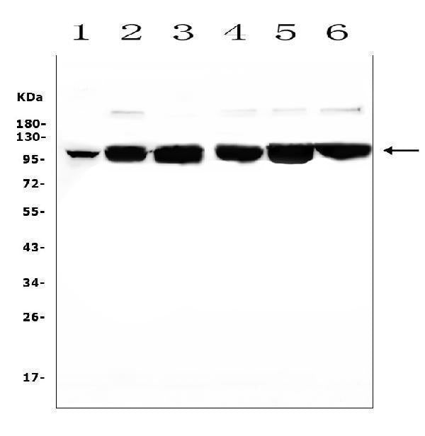 Anti-MCK10/NEP/DDR1 Antibody Picoband® Boster Bio