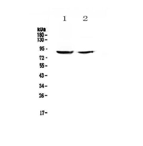 Anti-SLC26A4 Antibody Picoband® Boster Bio