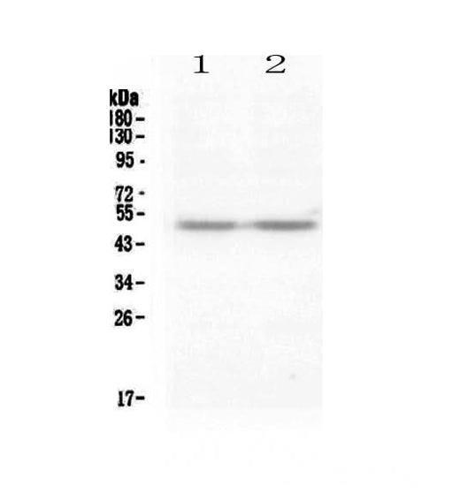 Anti-PAX8 Antibody Picoband® Boster Bio