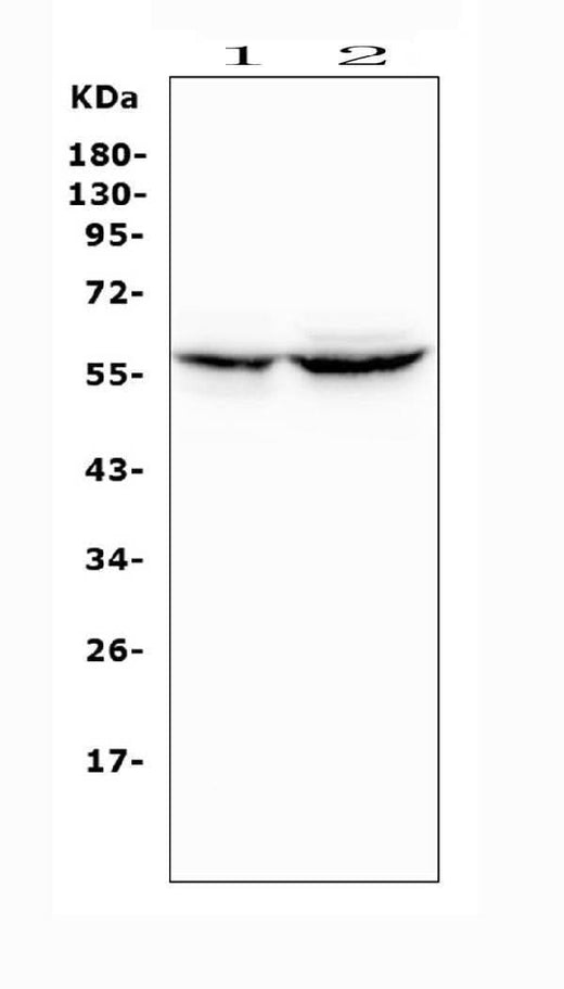 Anti-Cytochrome P450 2A6/CYP2A6 Antibody Picoband® Boster Bio