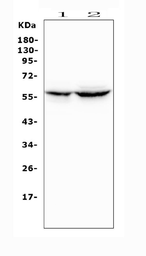 Anti-Cytochrome P450 2A6/CYP2A6 Antibody Picoband® Boster Bio