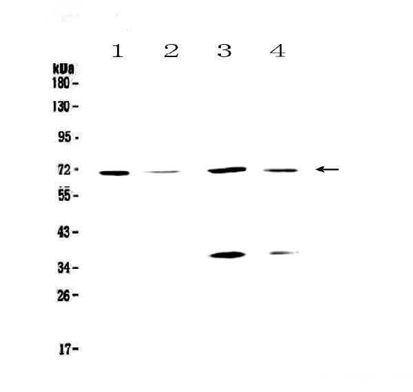 Anti-DNA Polymerase lambda/POLL Antibody Picoband® Boster Bio