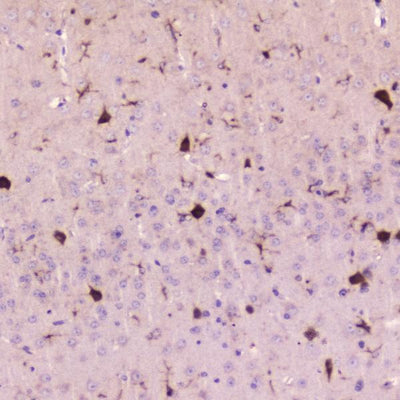 Anti-Cystatin C/CST3 Antibody Picoband® Boster Bio