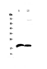 Anti-IL22 Antibody Picoband® Boster Bio