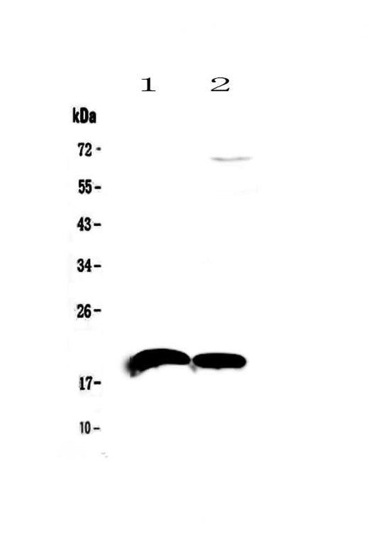 Anti-IL22 Antibody Picoband® Boster Bio