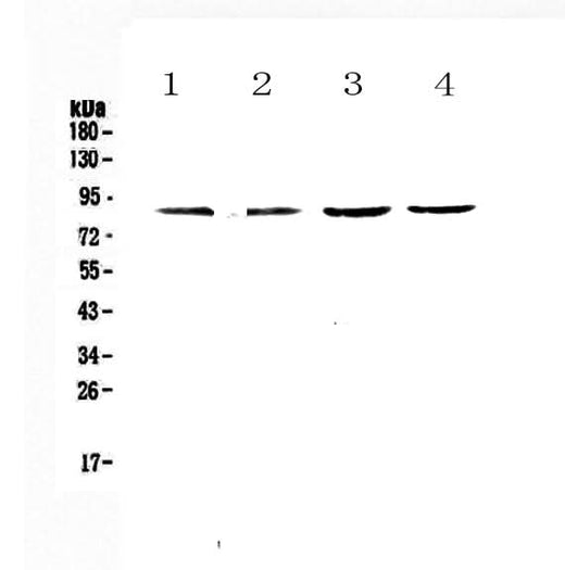 Anti-TBR2/Eomes Antibody Picoband® Boster Bio