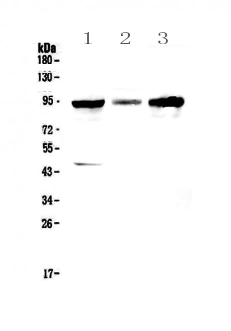 Anti-GNS Antibody Picoband® Boster Bio